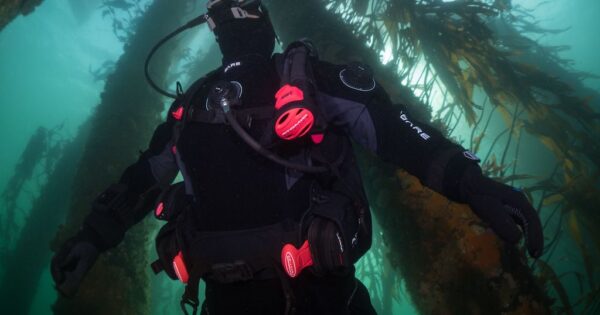 scuba diver in kelp forest with Atomic Aquatics gear. Header image for blog titled "BC1 vs. BC2: What's the Difference?"