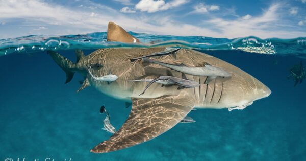 Martin Strmiska shark environment image